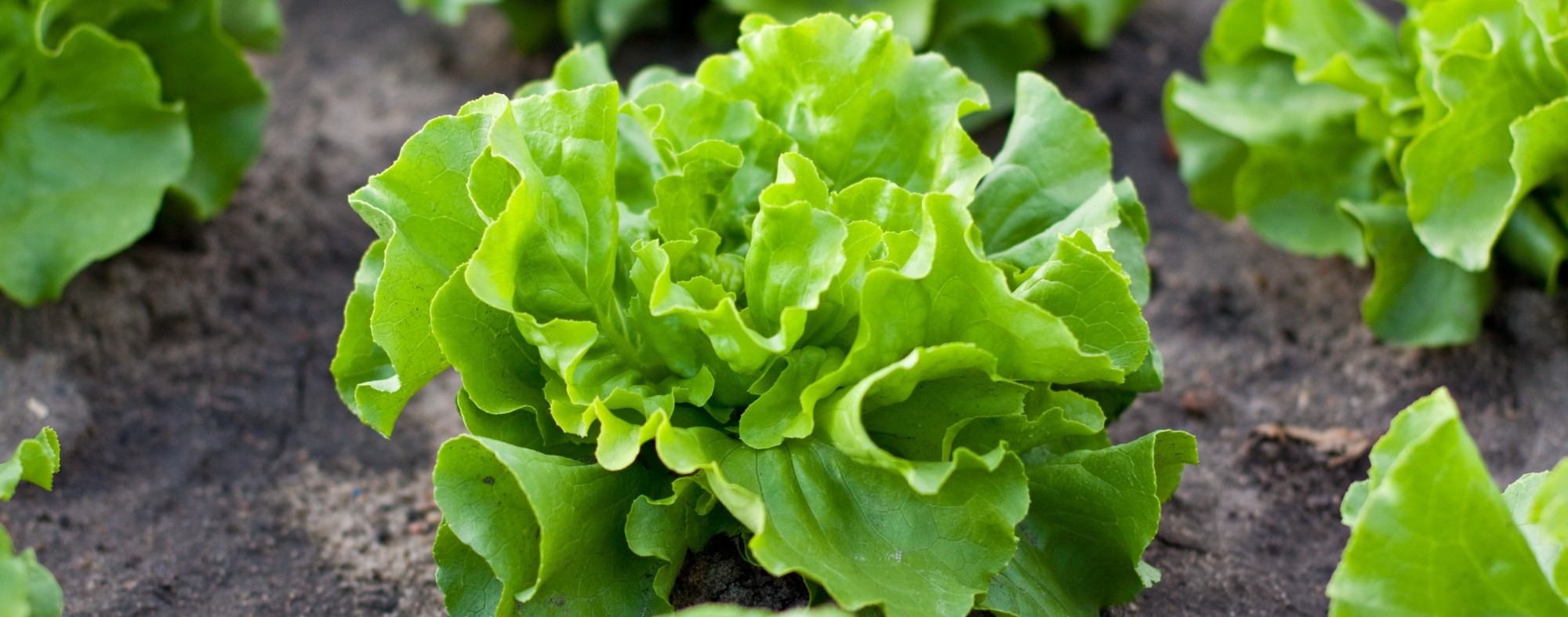Lettuce